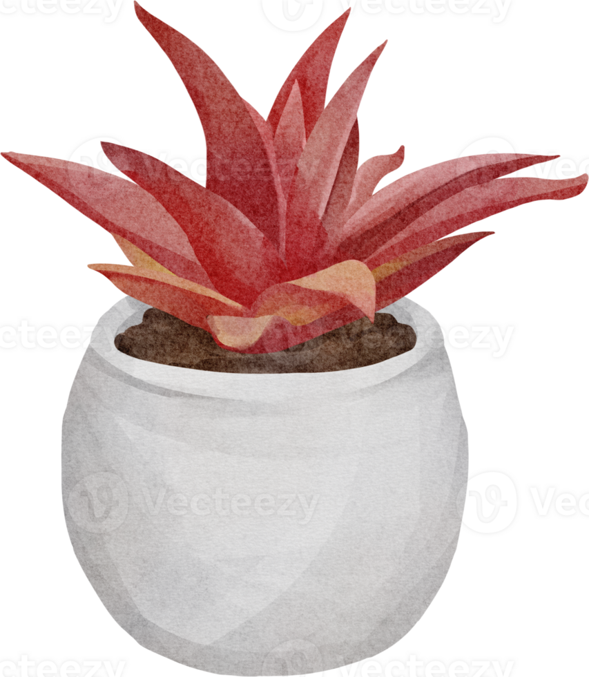 watercolor succulent clip art png