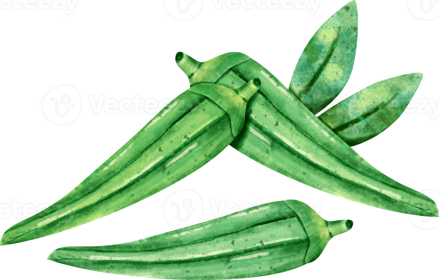 watercolor okra vegetable 23324401 PNG