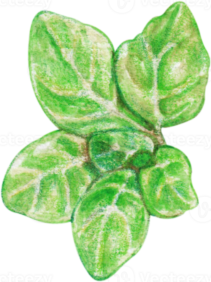watercolor oregano vegetable png