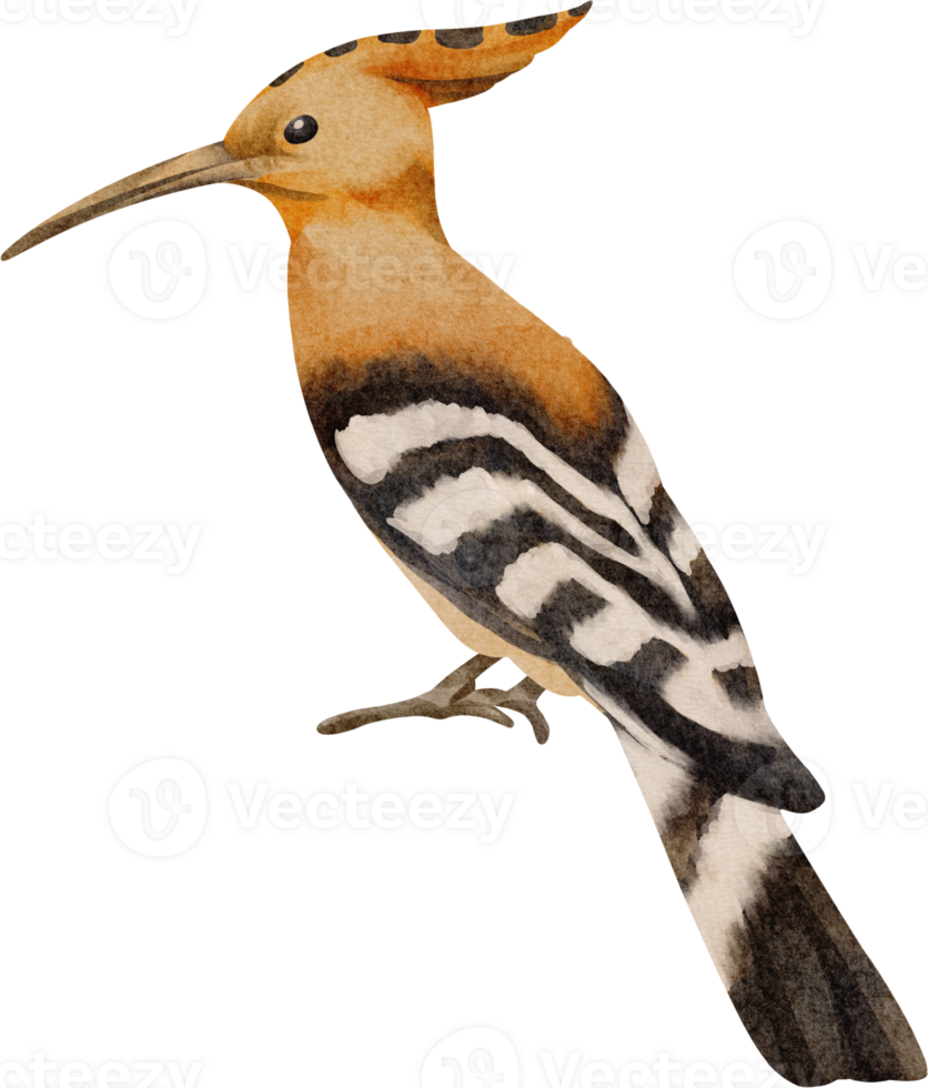 watercolor bird clip art png