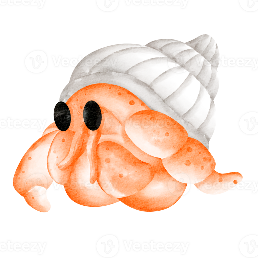 hermit crab clip art png