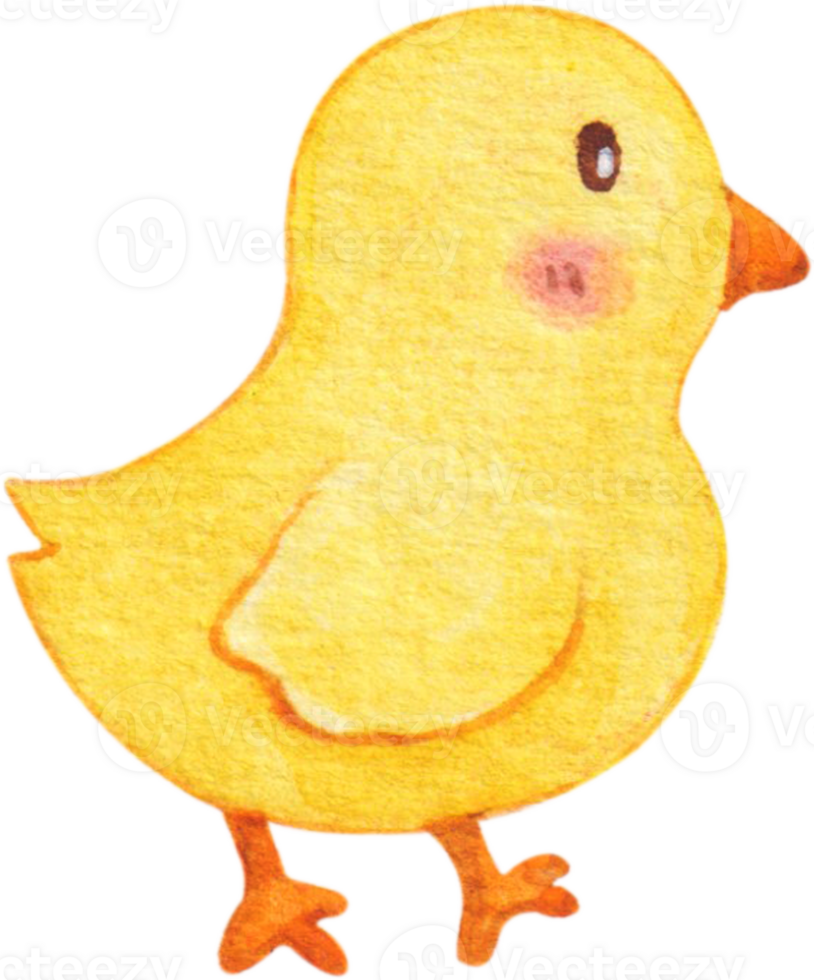 watercolor chick animal farm png