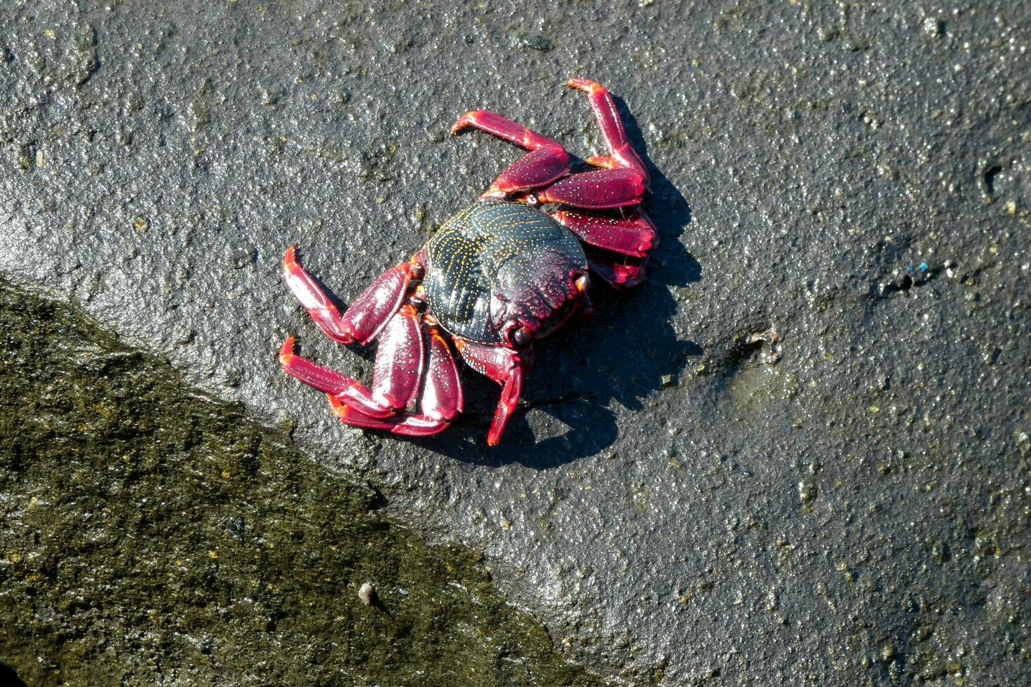 red sea crab in the atlantic ocean photo
