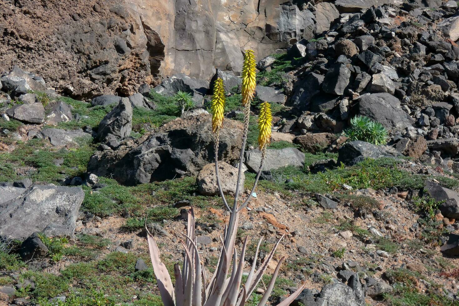 Fauna and Flora of the island of Gran Canaria in the Atlantic Ocean photo