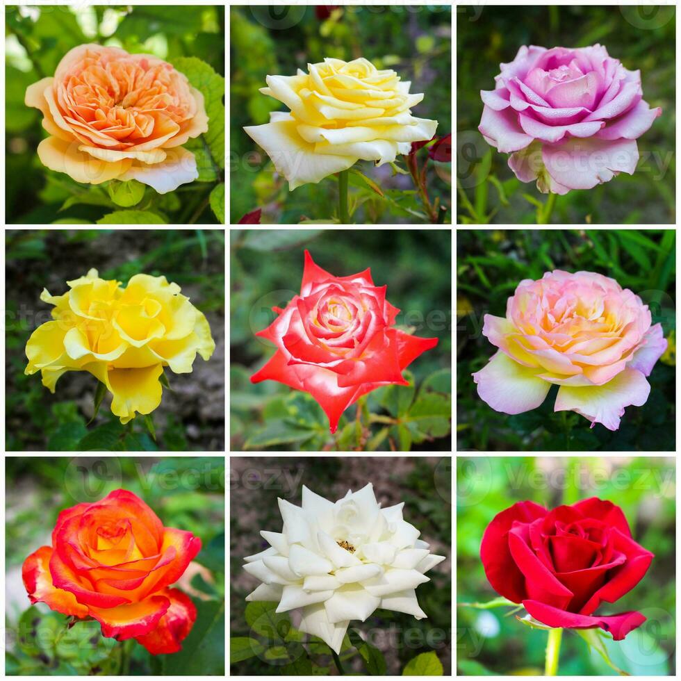 A colorful collage of roses of different varieties in the garden photo