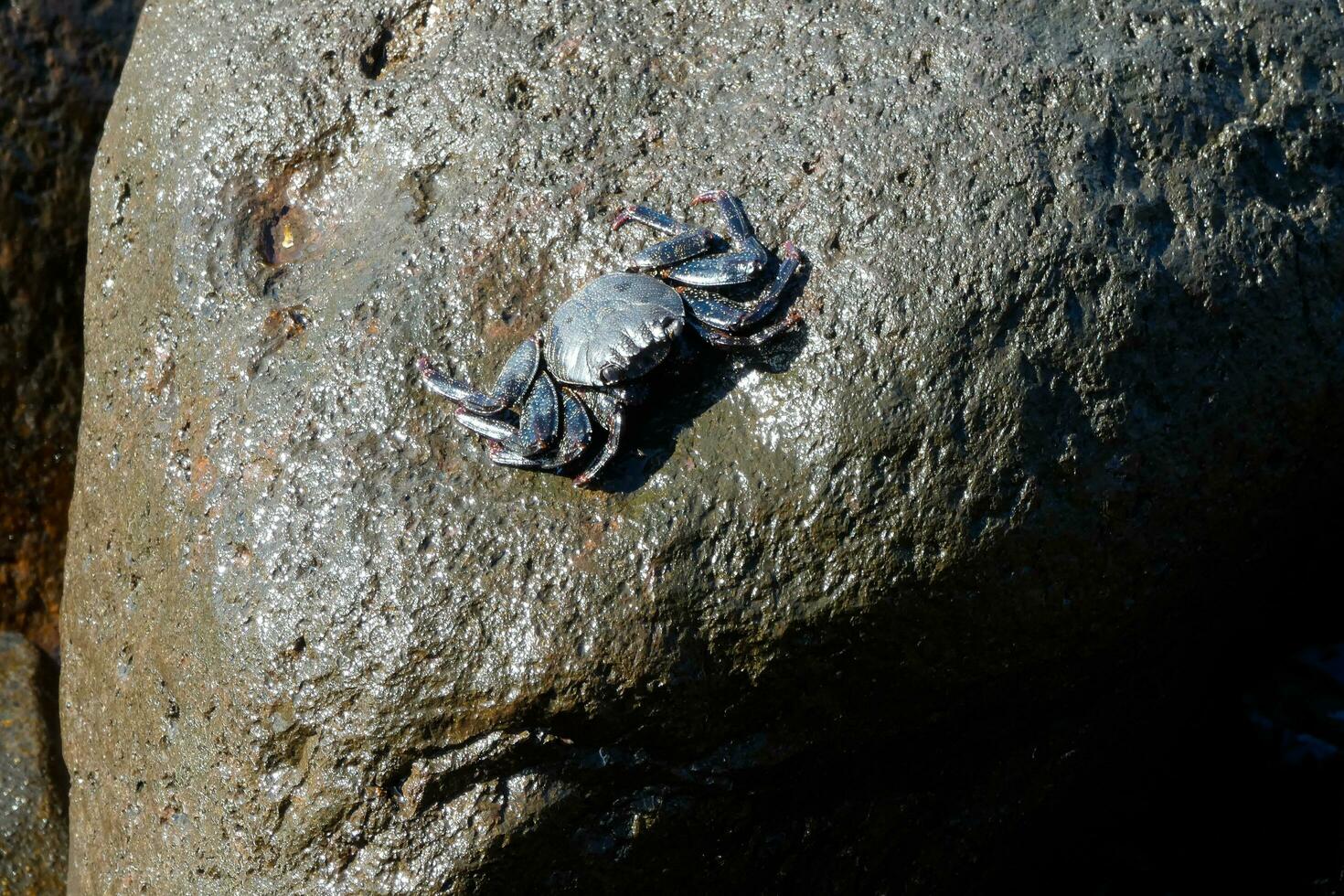 red sea crab in the atlantic ocean photo