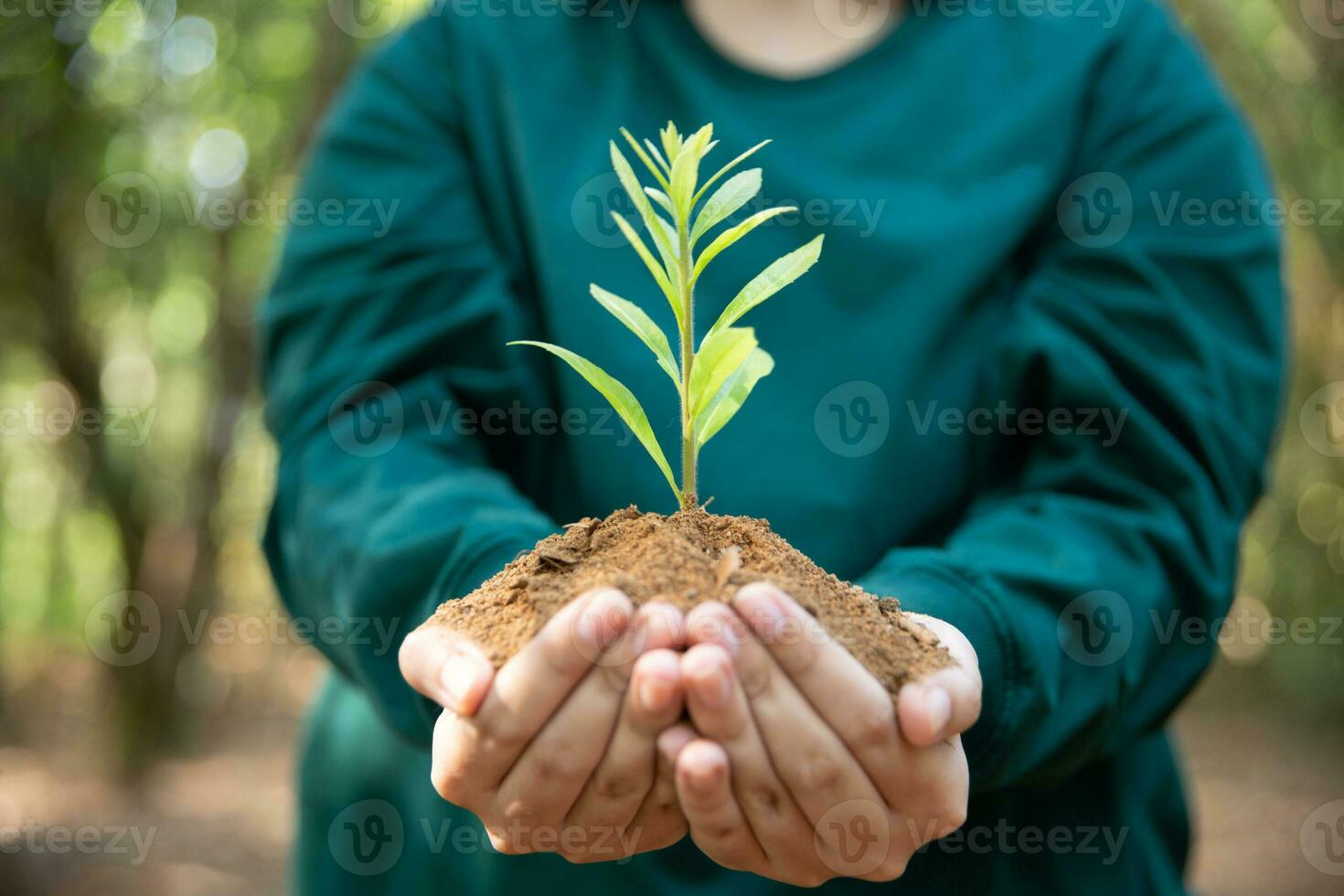 Hand holding young plant on bokeh green nature background. Concept eco earth day, environment day. Female hand holding seedlings trees growing on soil in hands, Protecting forest resources. photo