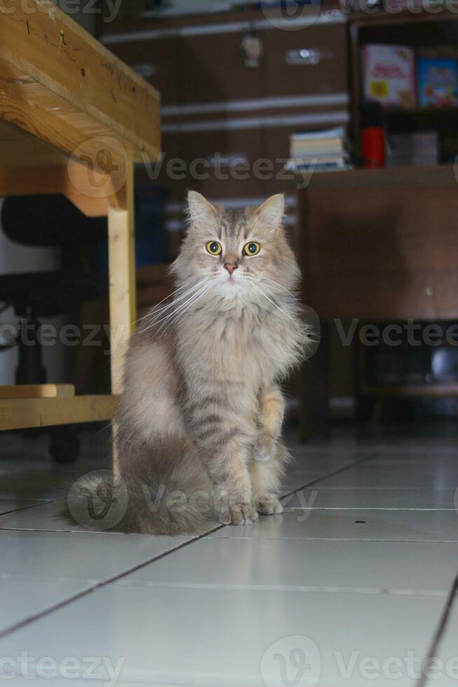 gris gato con verde ojos mira a el lado en el piso foto