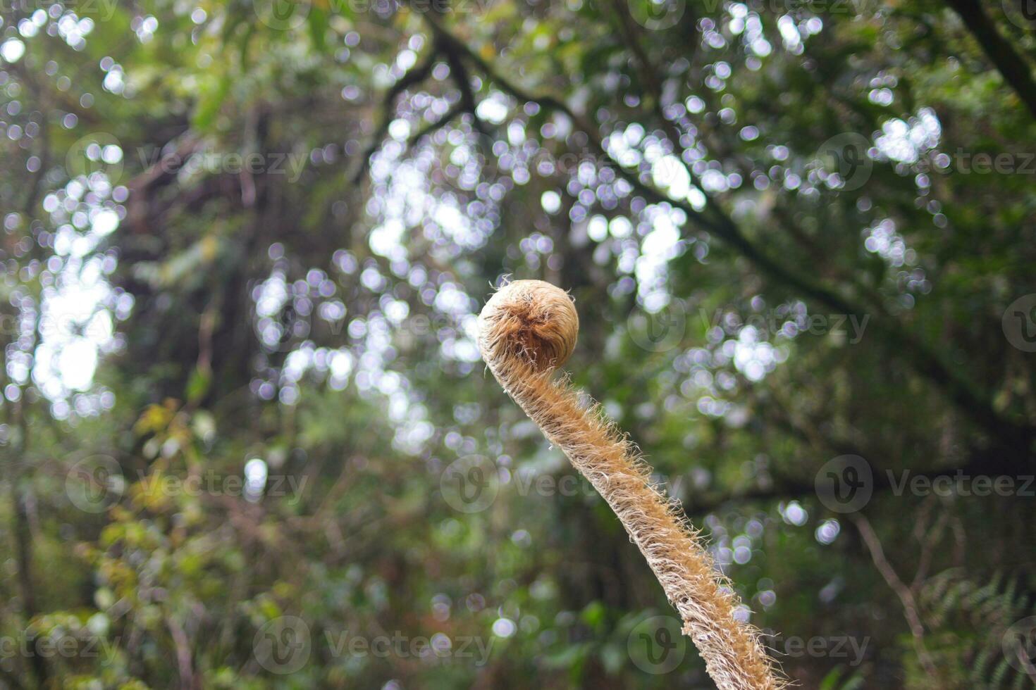 Fern shoots in the forest photo