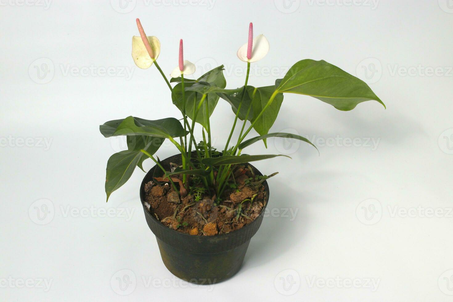 White Anthurium houseplant on white background photo