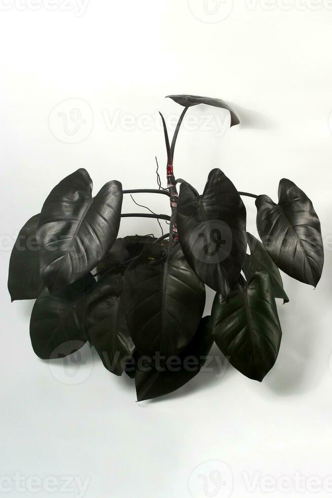 Philodendron Royal Queen on white background. photo