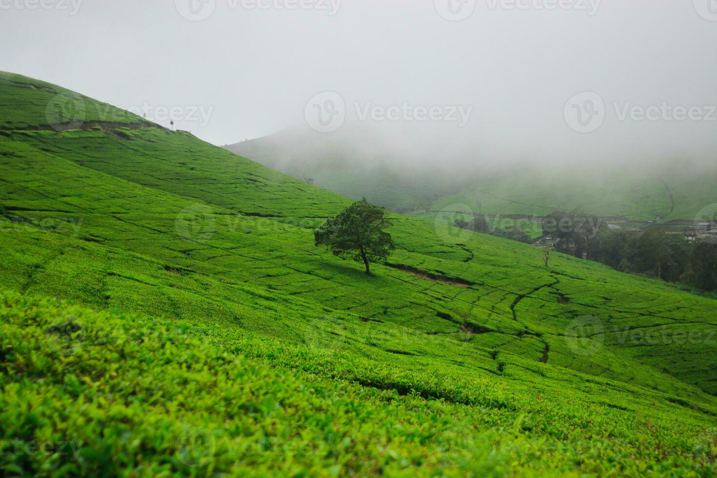 Tea plantation landscape in the morning photo