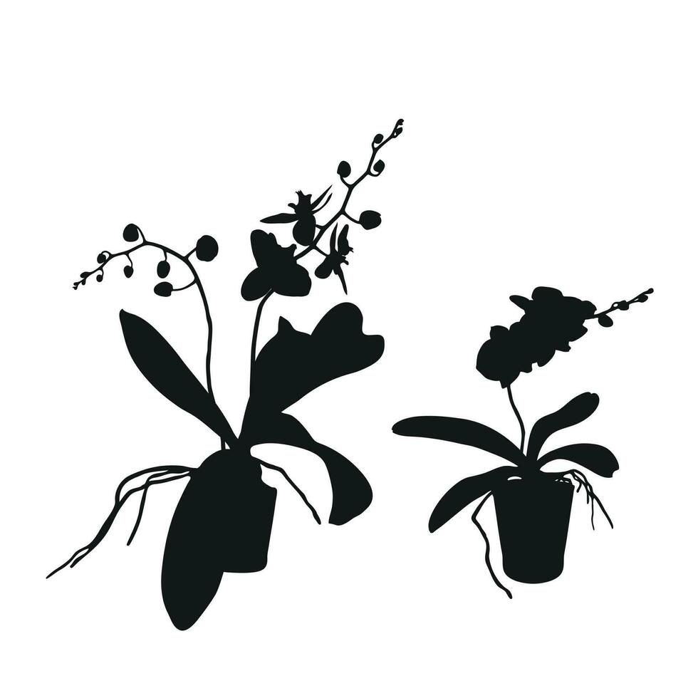 Vector set of realistic flowers orchids, phalaenopsis. Realism modern silhouettes plants pot. Flat design template.