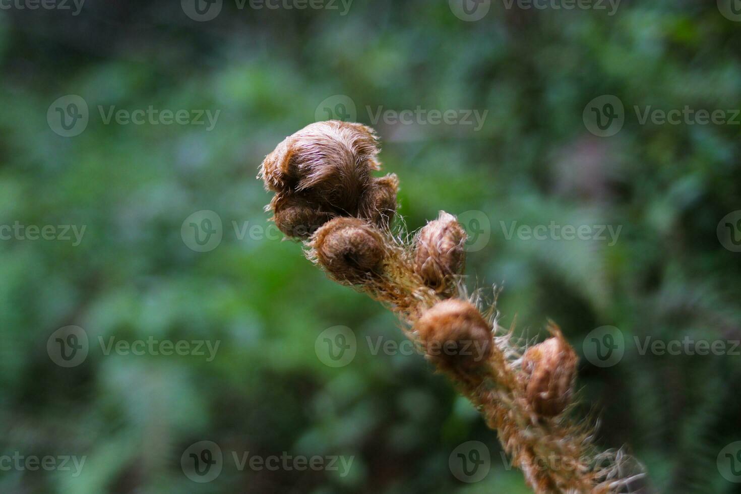Fern shoots in the forest photo