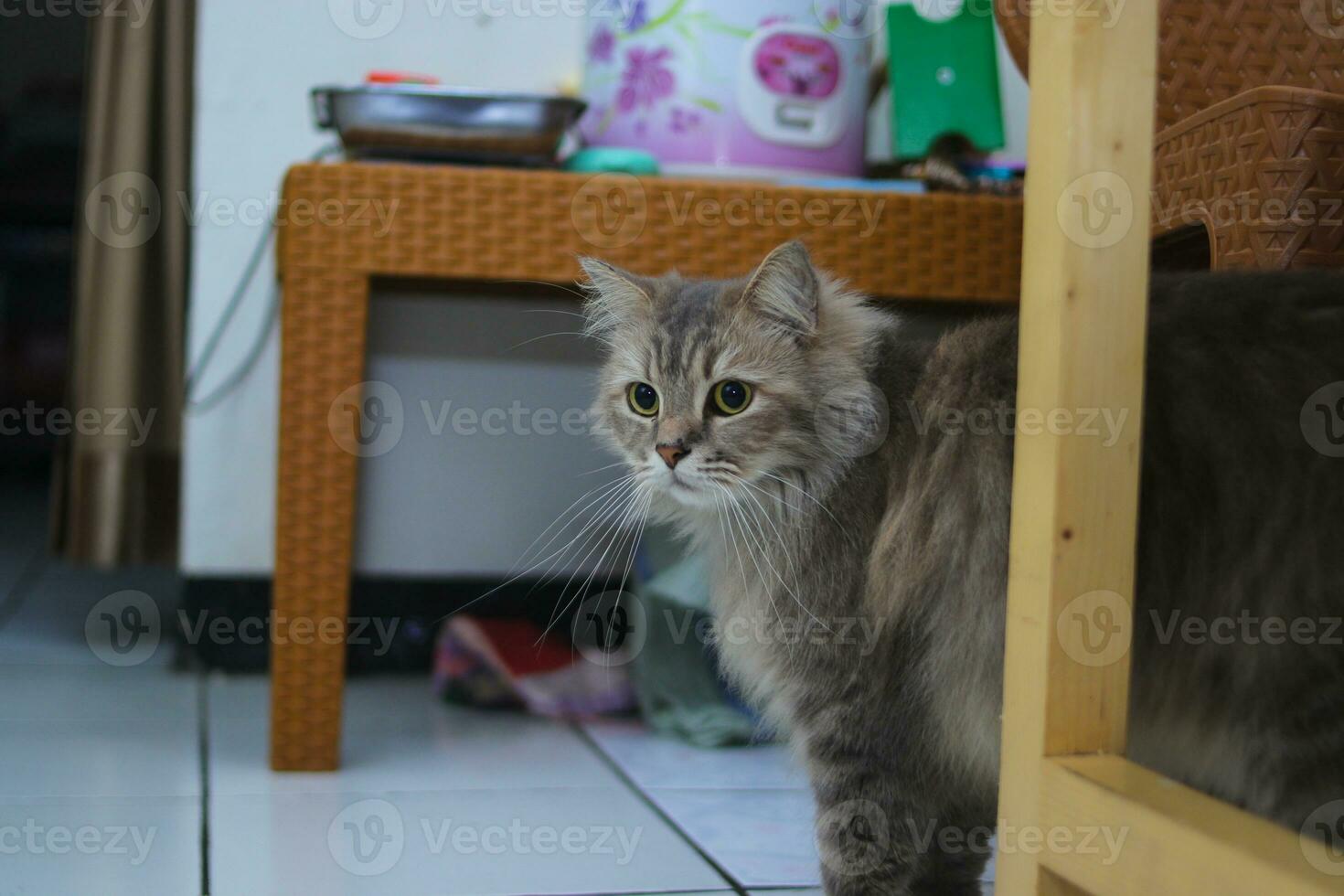 Gray cat with green eyes looks to the side on the floor photo