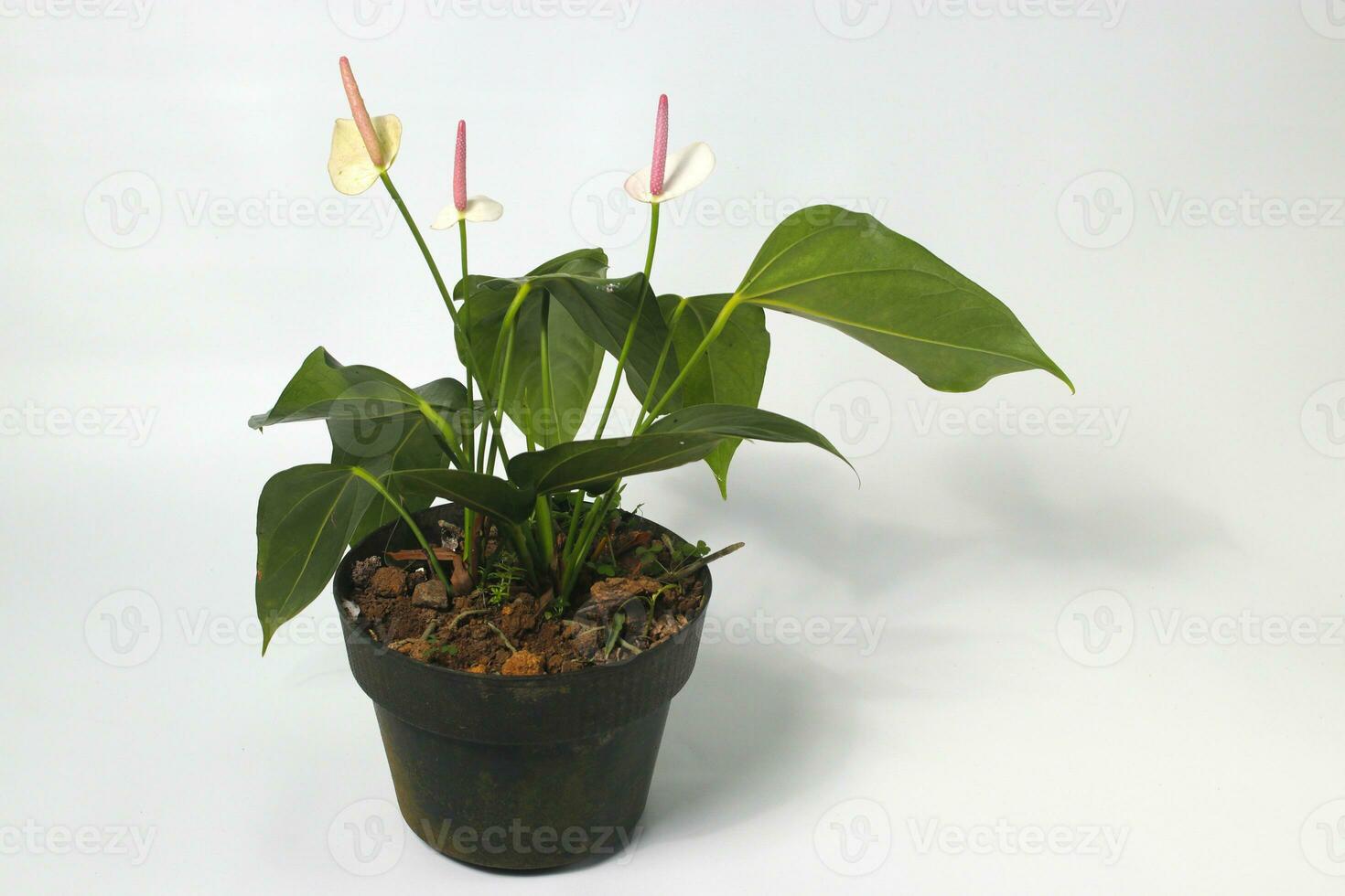 Anthurium houseplant on white background photo