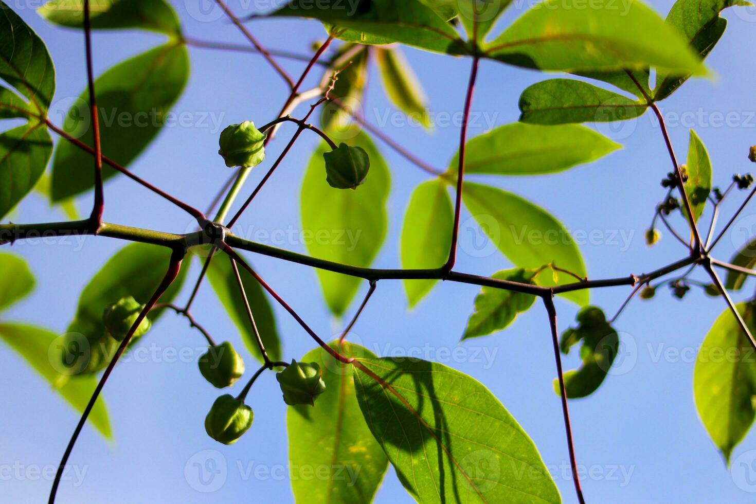 cassava flowers on tree photo