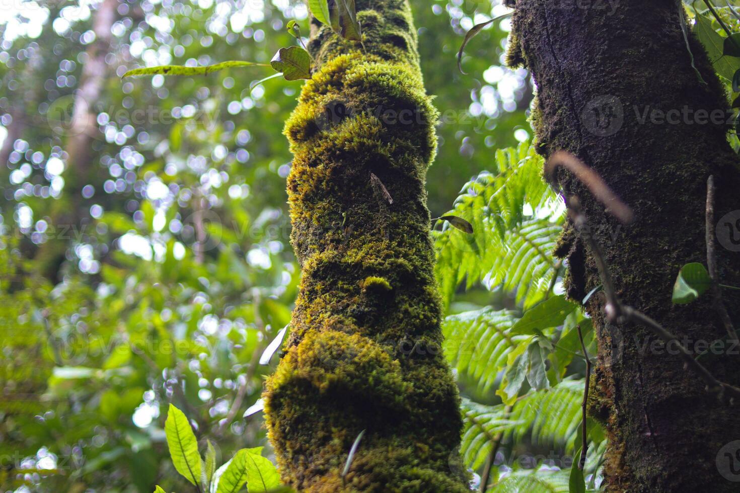 Moss on tree trunk photo