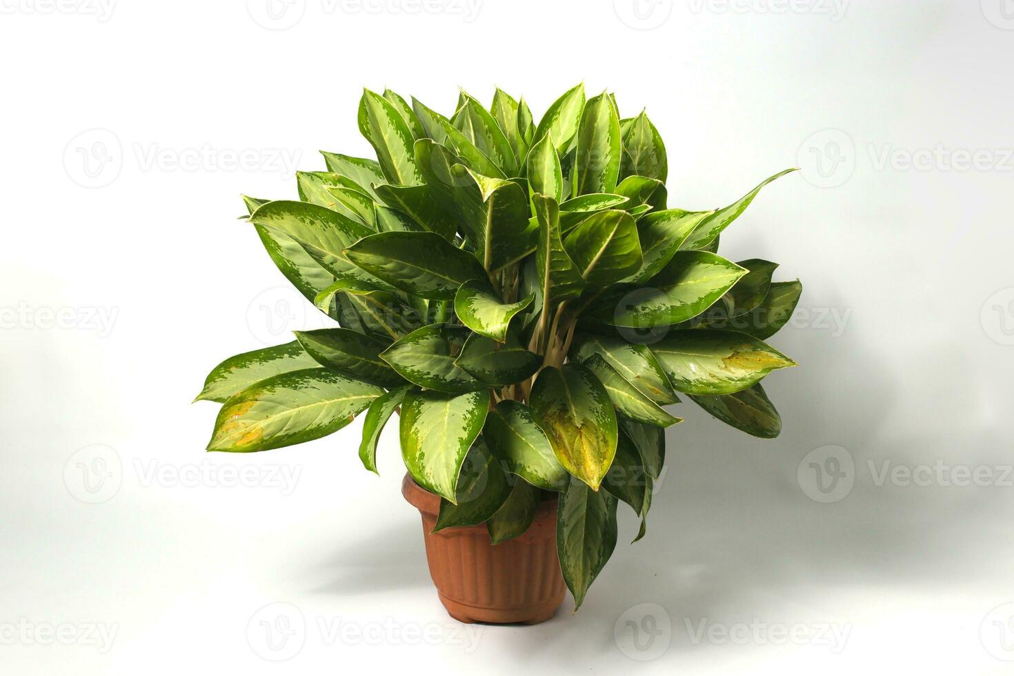 Aglaonema on white background. photo