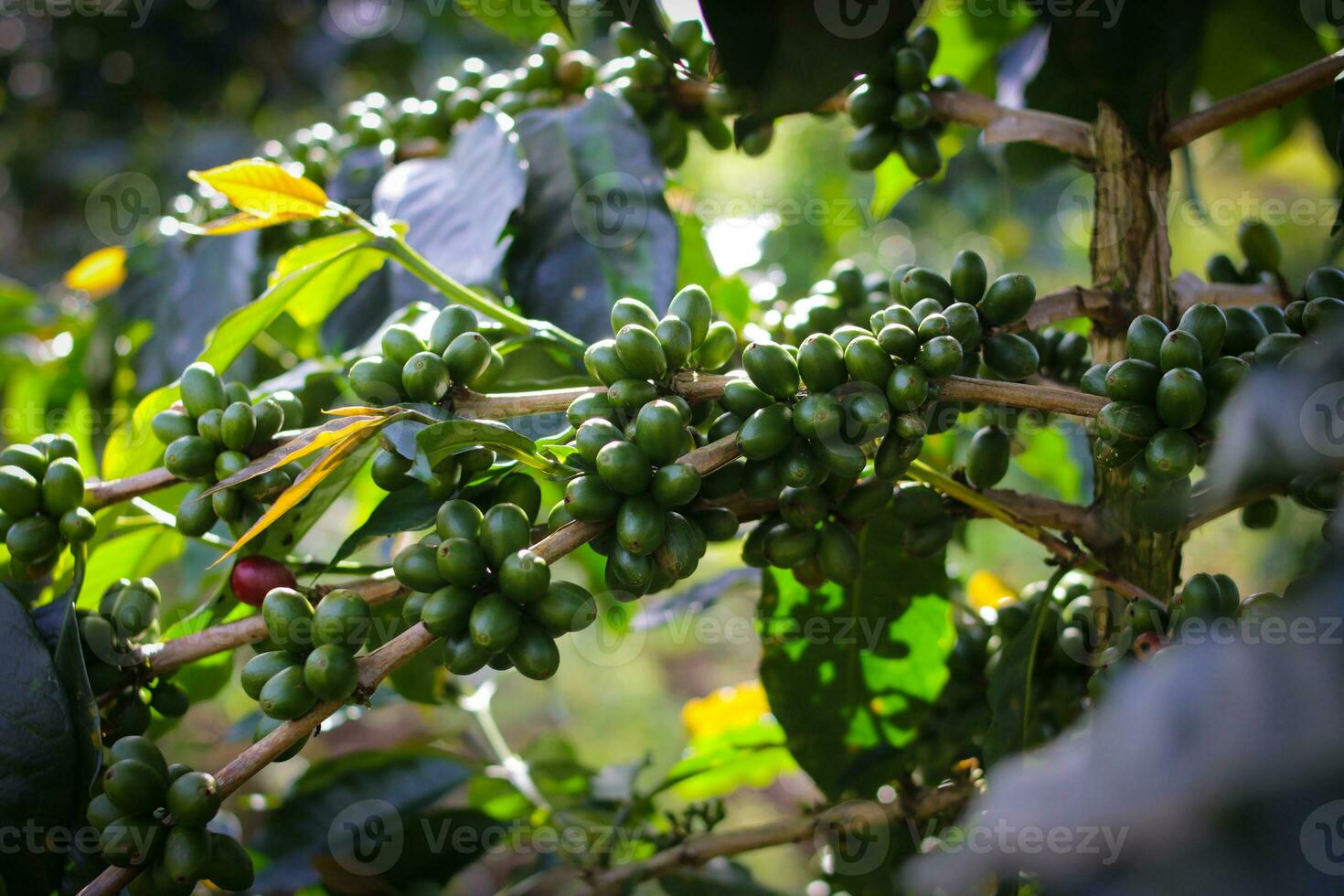 Fresco café frijoles en árbol en Indonesia café plantación. foto