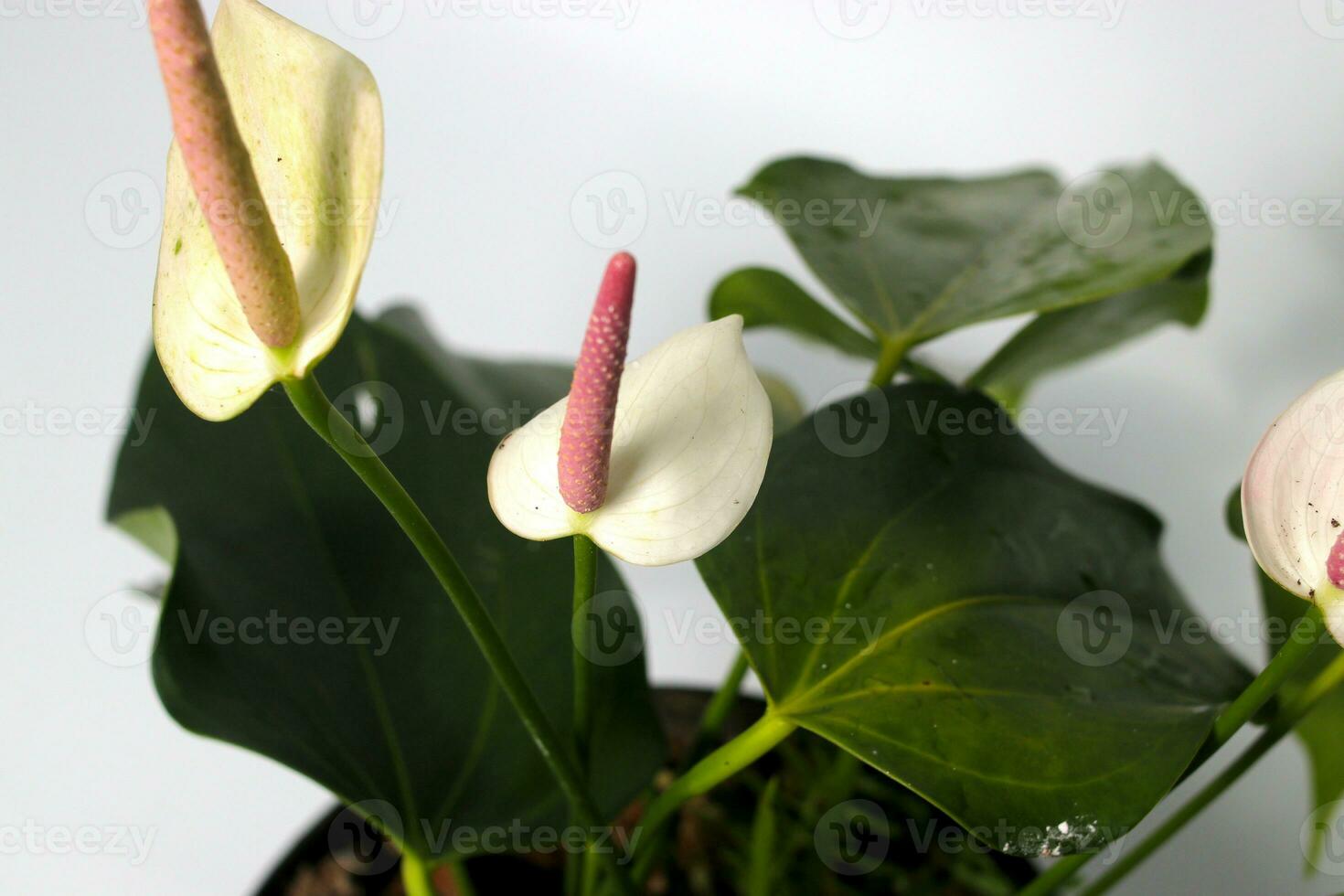 White Anthurium houseplant on white background photo