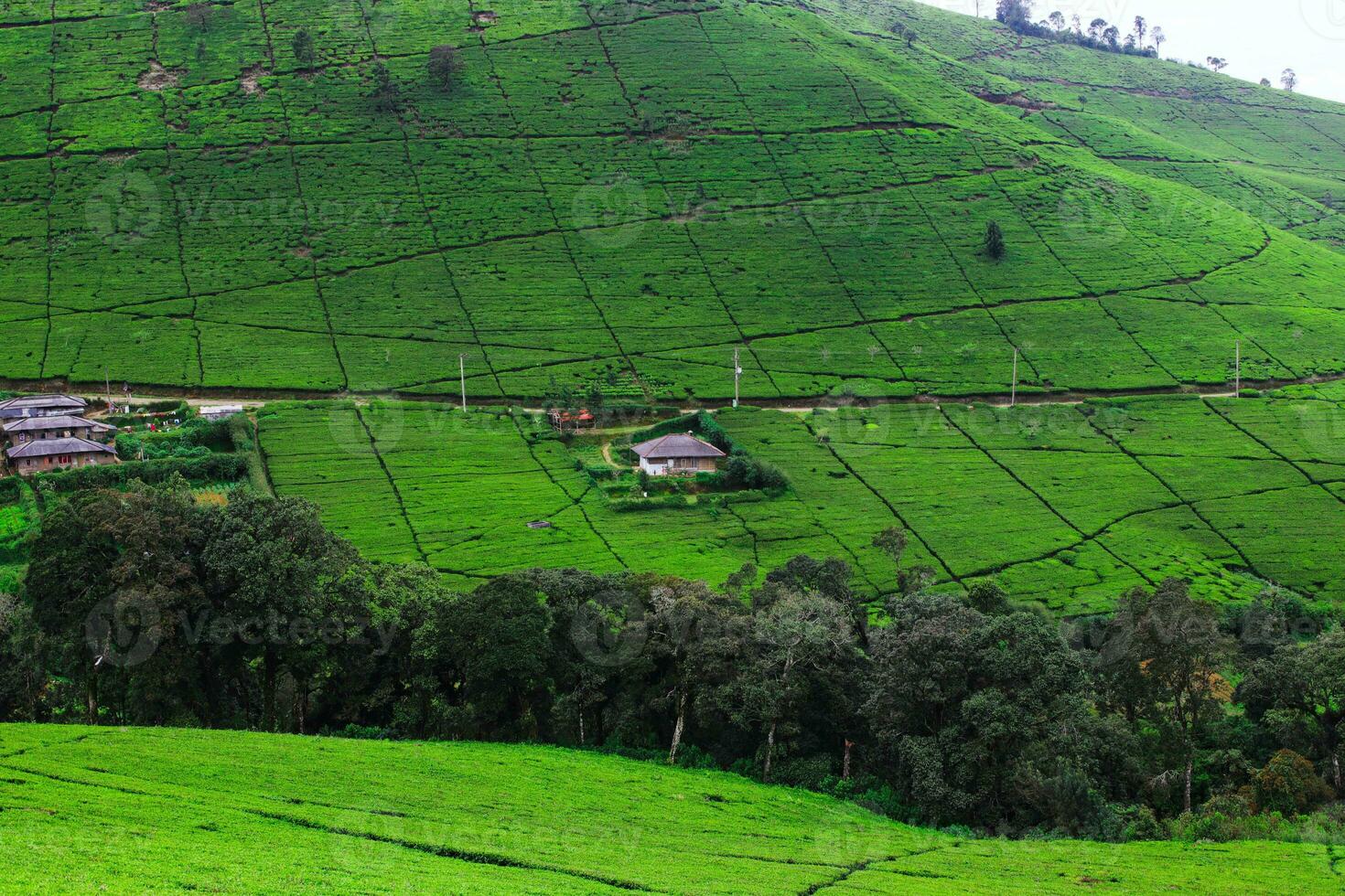 Remote village in the middle of a tea plantation shrouded in mist in the morning photo