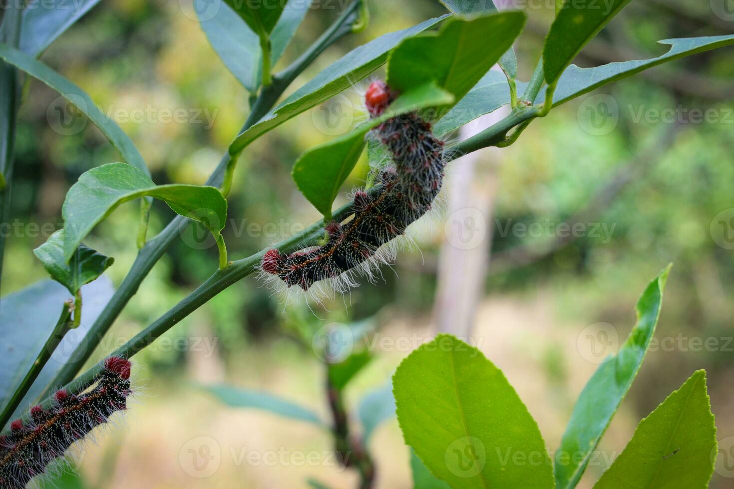 Avocado Caterpillars hanging on lemon tree branches in the garden. photo