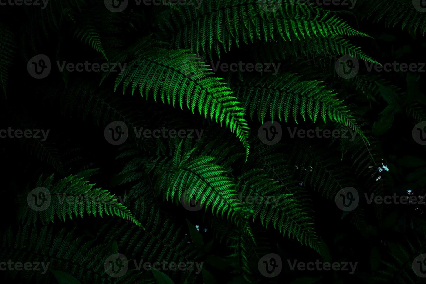 Fern leaves background photo