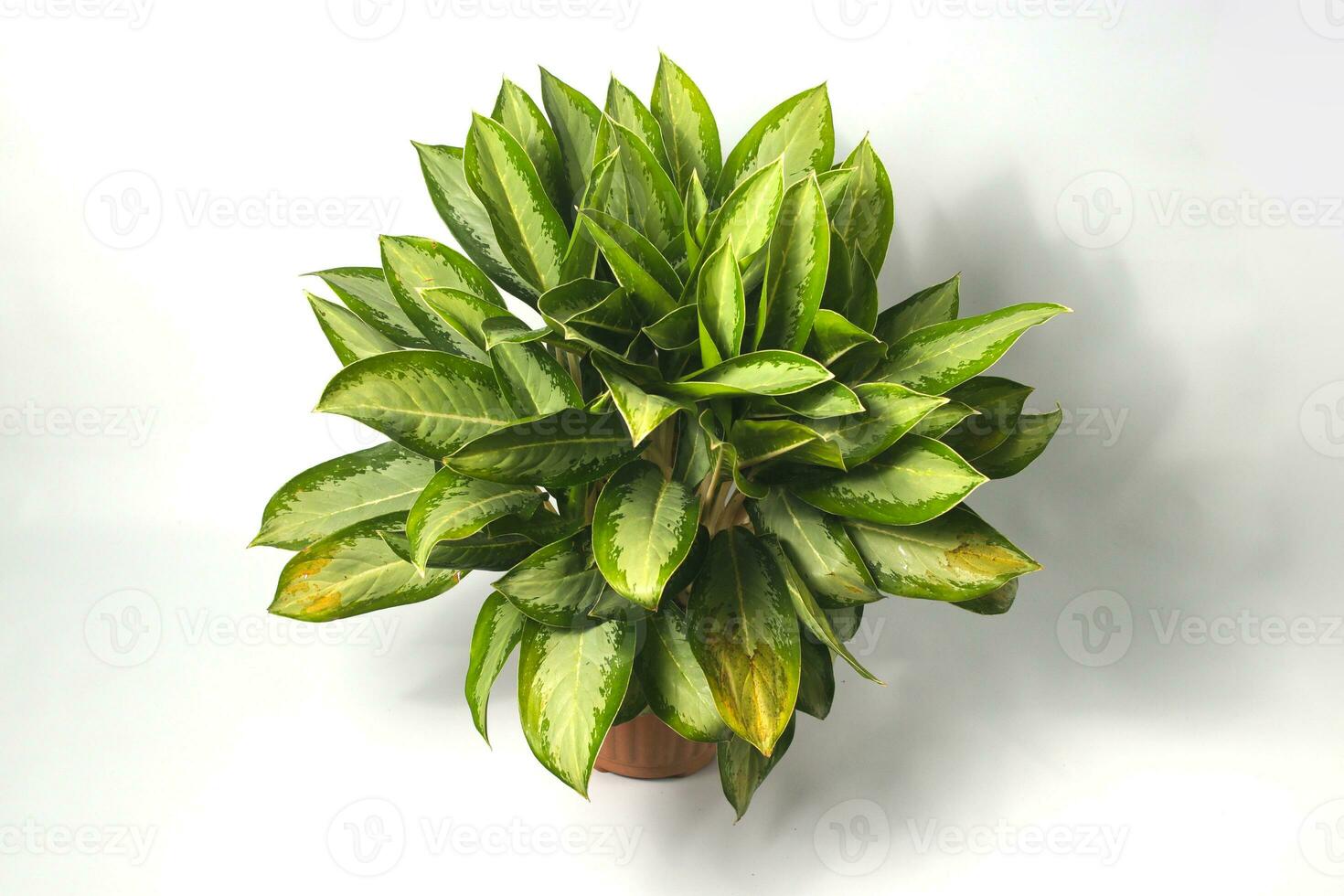 Aglaonema on white background. photo