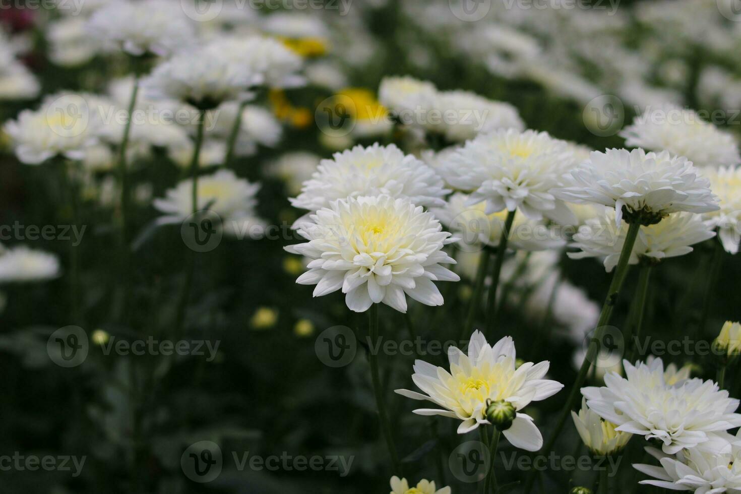 Chrysanthemum flowers in full bloom in Indonesia greenhouse photo