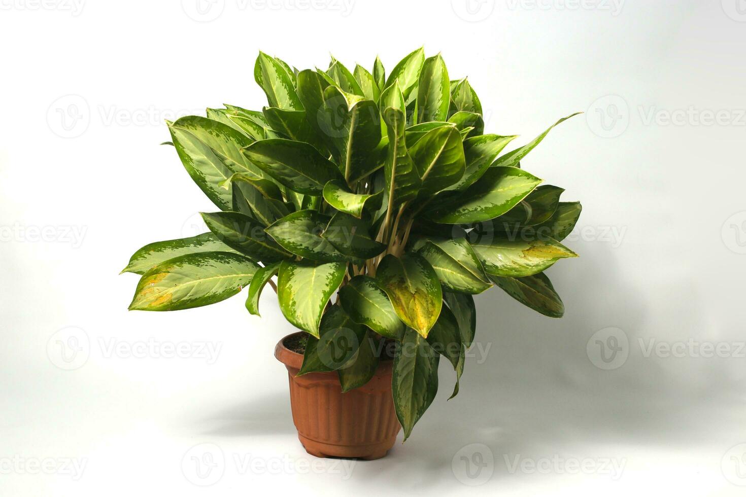 Aglaonema on white background. photo