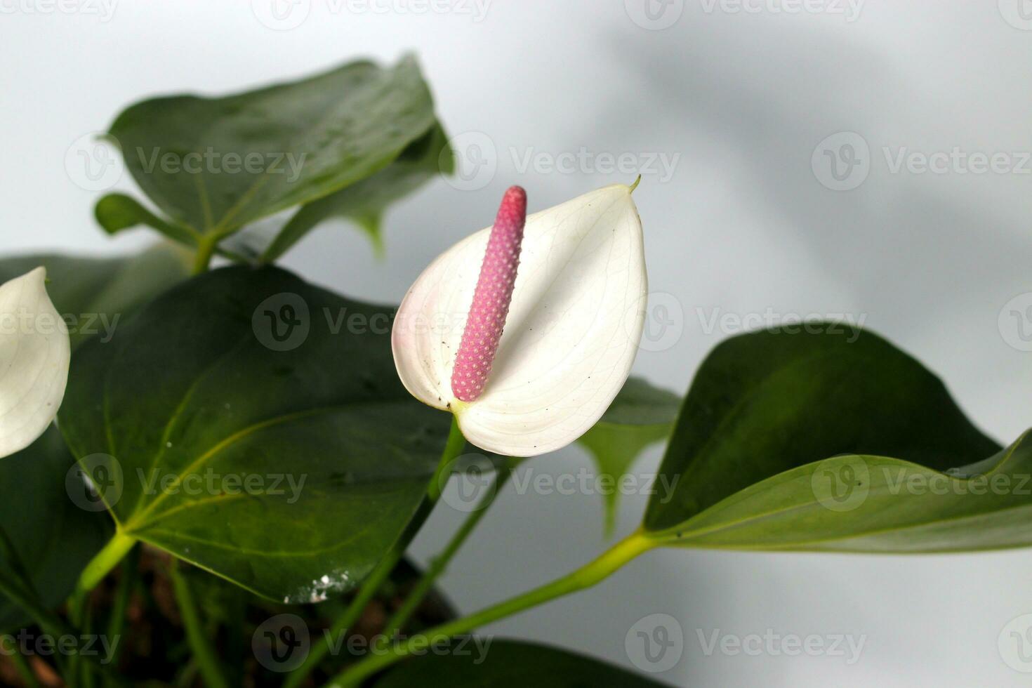 Anthurium houseplant on white background photo