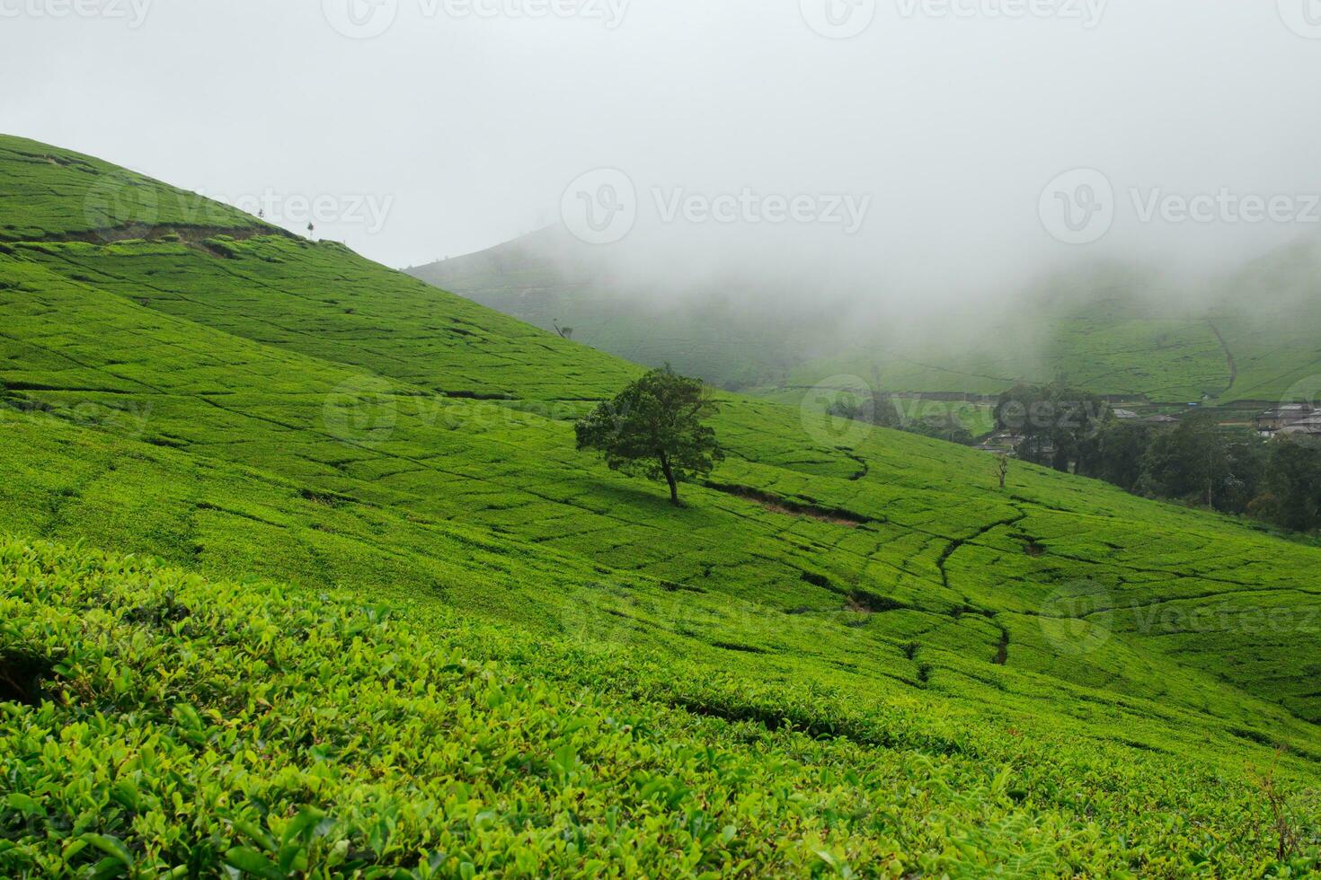 Tea plantation landscape in the morning photo