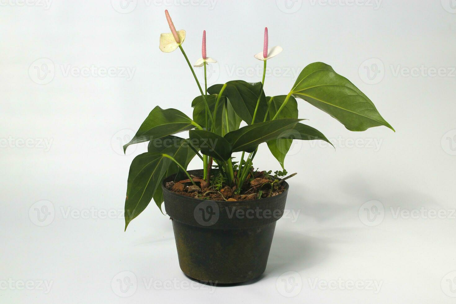 Anthurium houseplant on white background photo