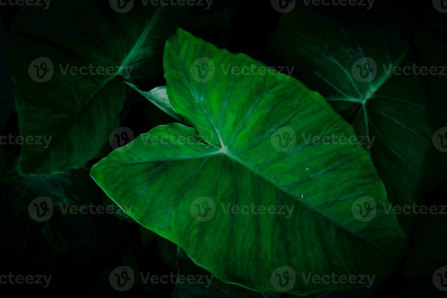 Taro leaf background. photo