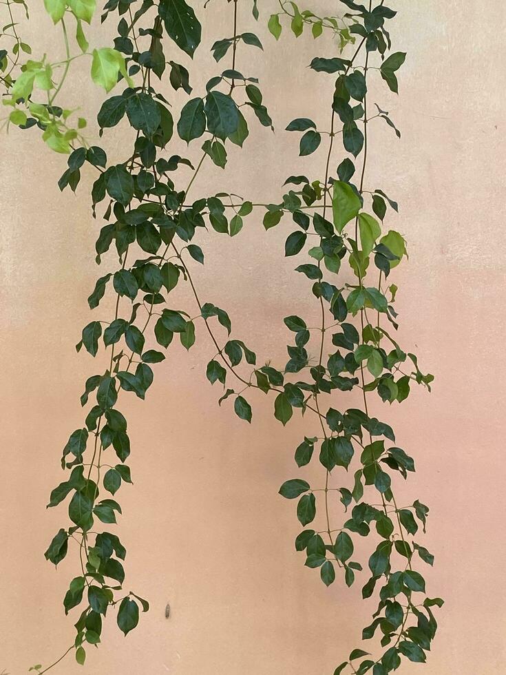 Green leaves plant on concrete wall photo