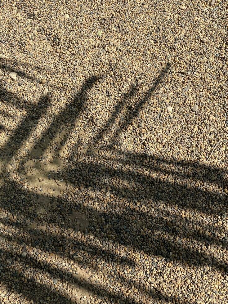 Palm leaves shadow background on concrete wall texture, leaves tree branches shade photo