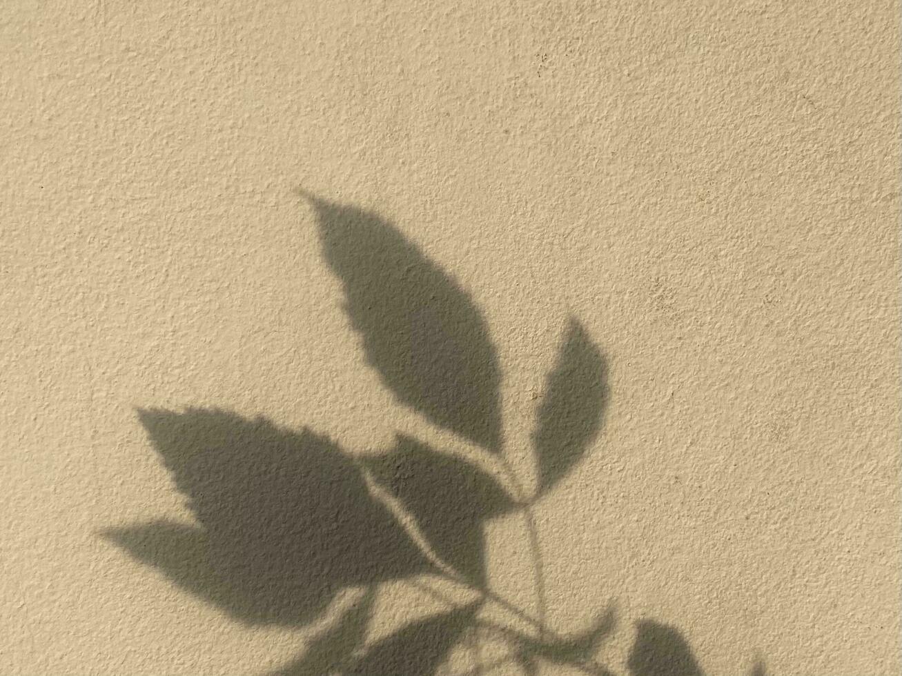 Leaves shadow background on concrete wall texture, leaves tree branches shade with sunlight photo