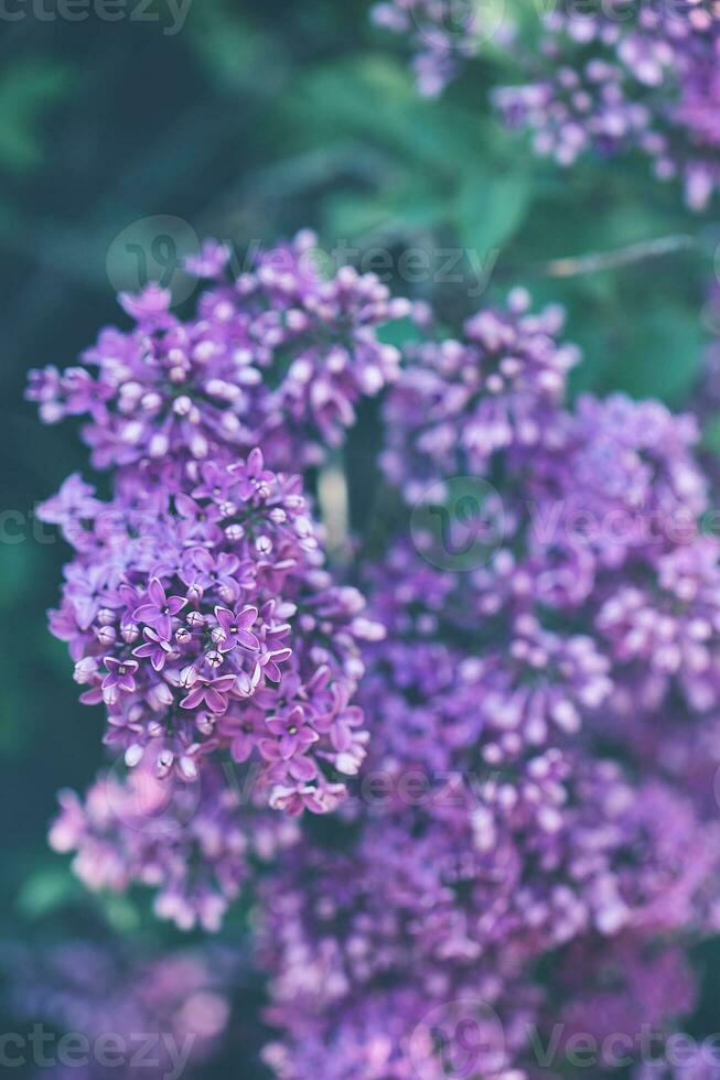 floreciente Violeta lila rama antecedentes foto