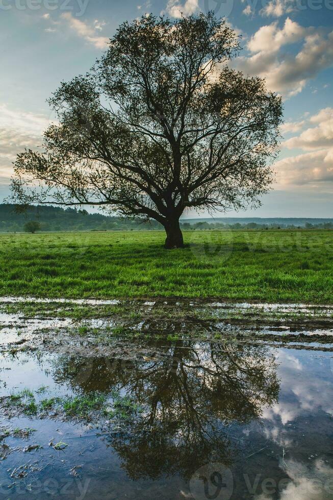 Lonely tree in the rice field with reflection in water. Big tree in a green field at sunset. Beautiful spring landscape. photo