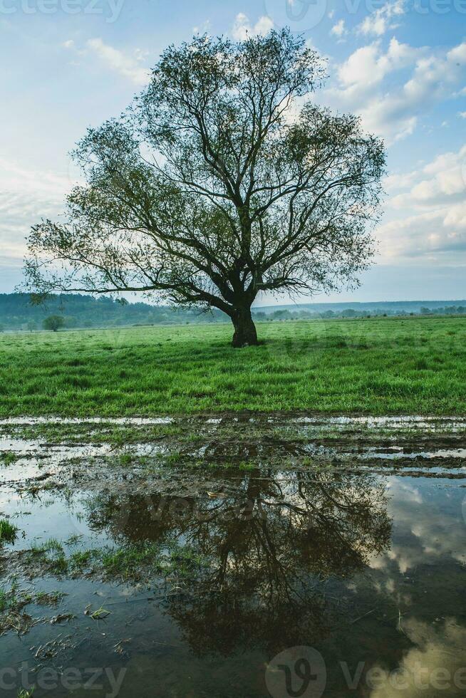 Lonely tree in the rice field with reflection in water. Big tree in a green field at sunset. Beautiful spring landscape. photo