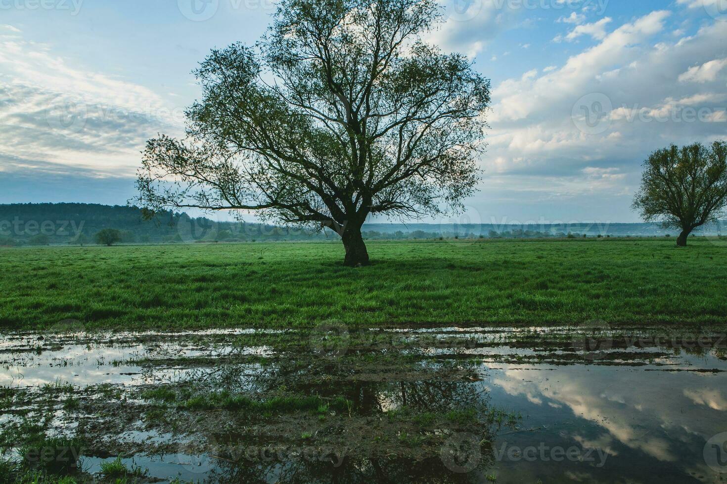 Lonely tree in the rice field with reflection in water. Big tree in a green field at sunset. Beautiful spring landscape. photo