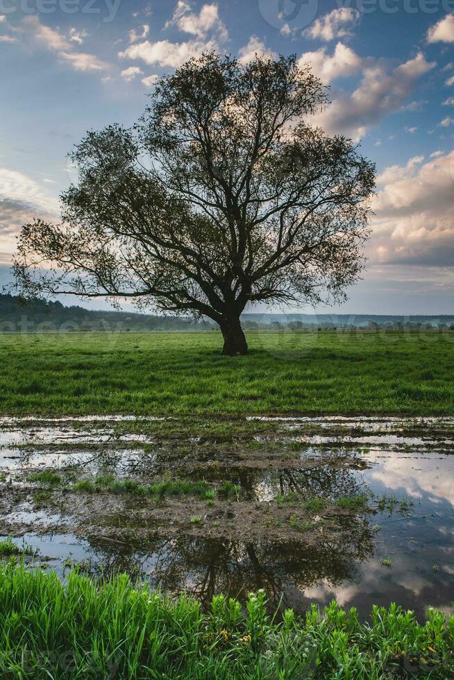 Lonely tree in the rice field with reflection in water. Big tree in a green field at sunset. Beautiful spring landscape. photo