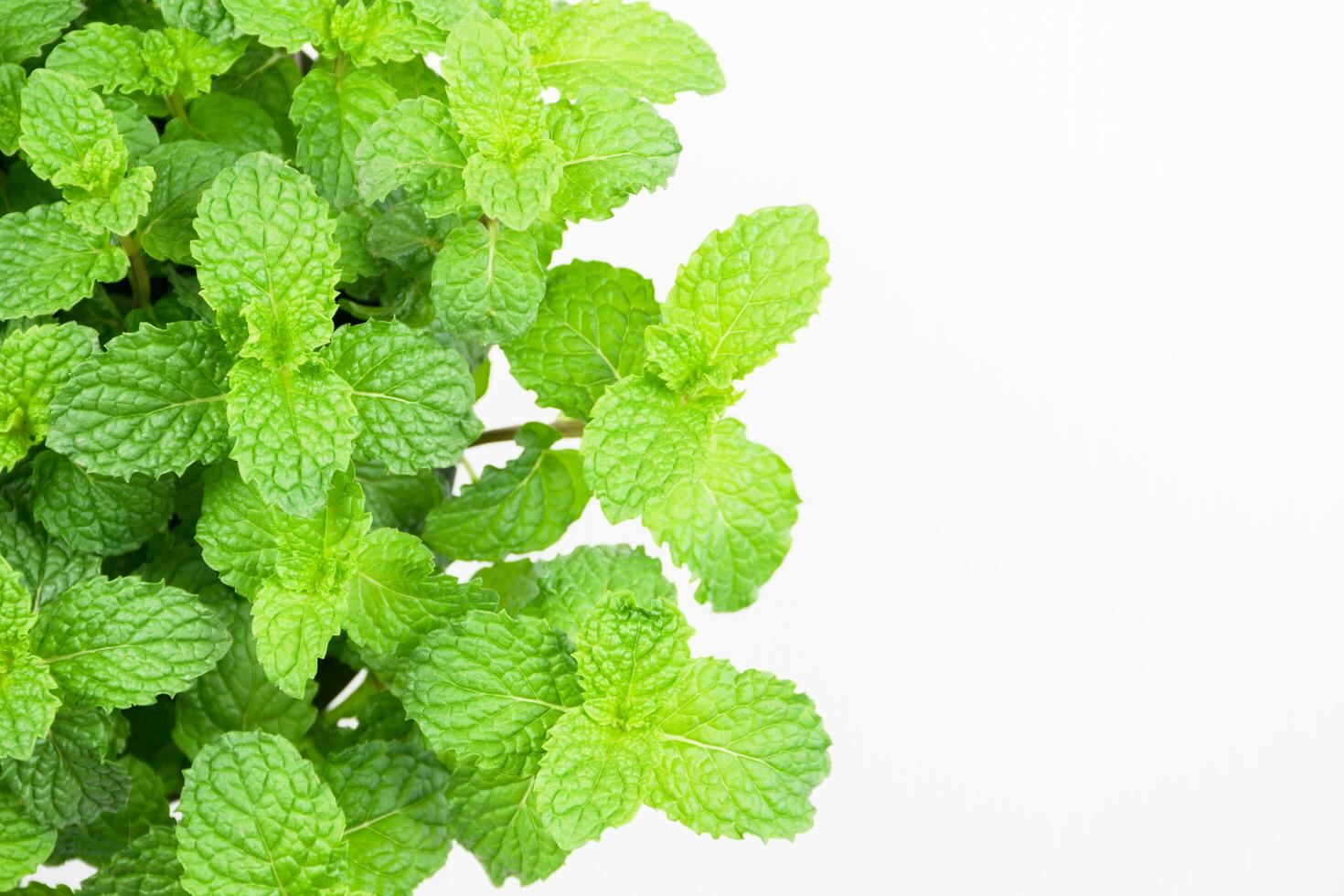 mint leaf isolated on white background photo