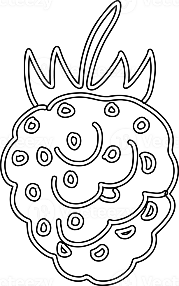 Raspberry line drawing for decoration. 23329134 PNG