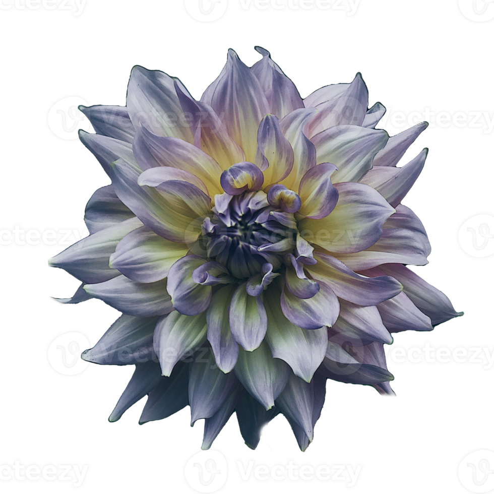 Gray flower isolated. png