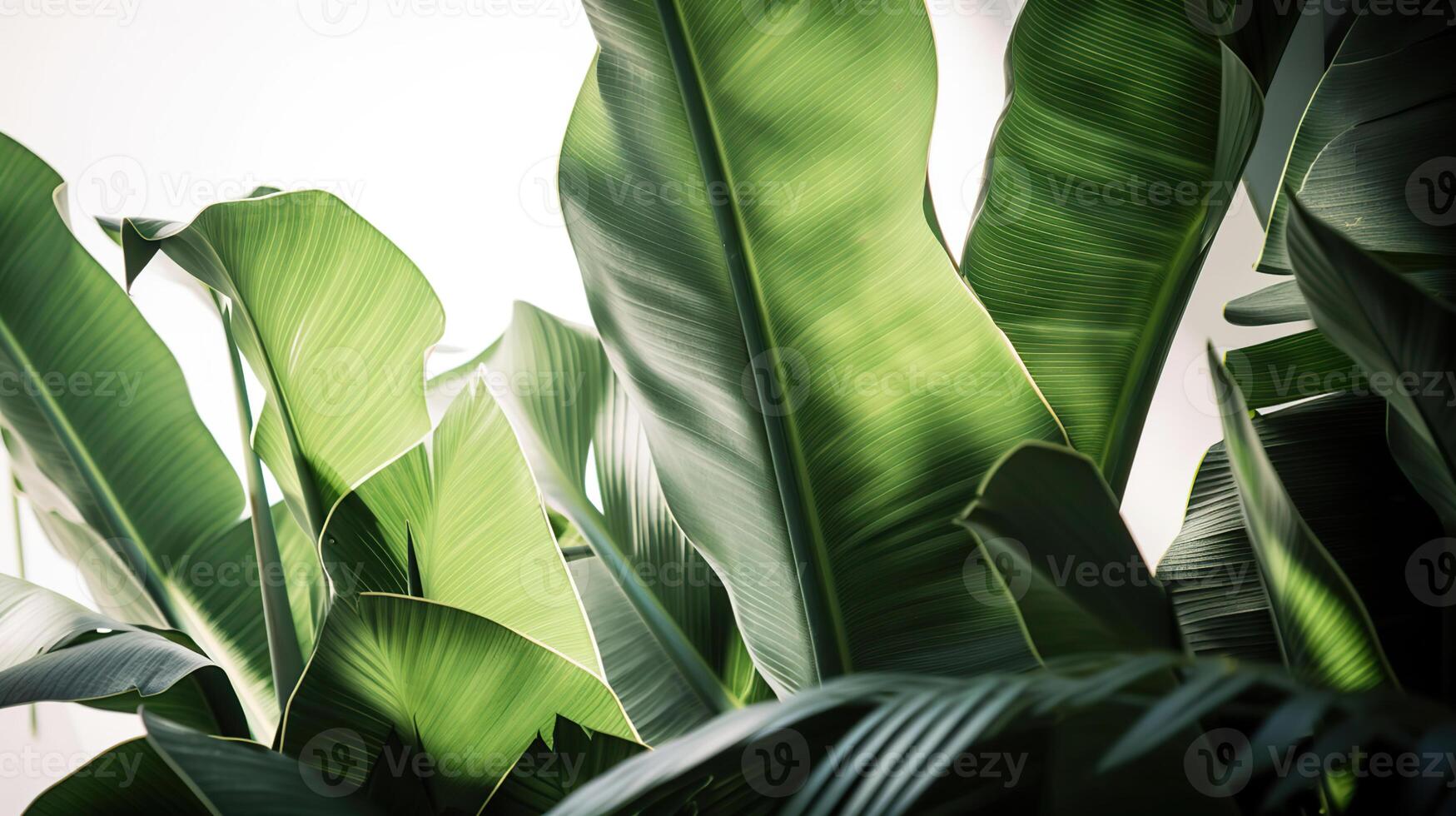 Group of big green banana leaves of exotic palm tree in sunshine on white background. Tropical plant foliage with visible texture. Pollution free symbol, photo