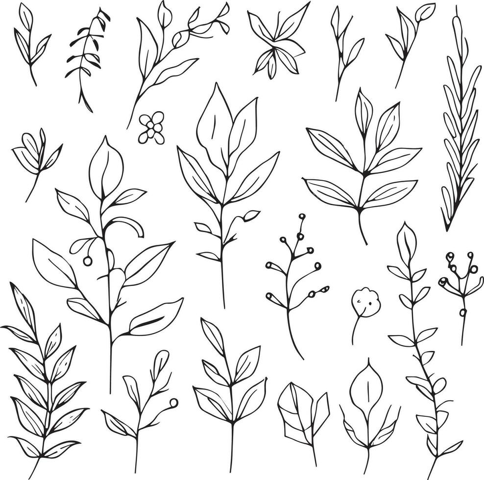 vintage botanical illustrations, scientific botanical illustration, pencil botanical drawings, botanical leaf vector, botanical leaf line art, leaf line art, leaf drawings, sketch leaf drawing. vector