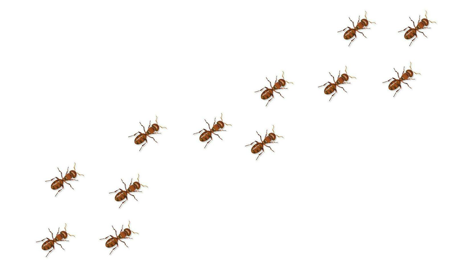 Red ants trail moving diagonally isolated on white background. Realistic vector illustration.