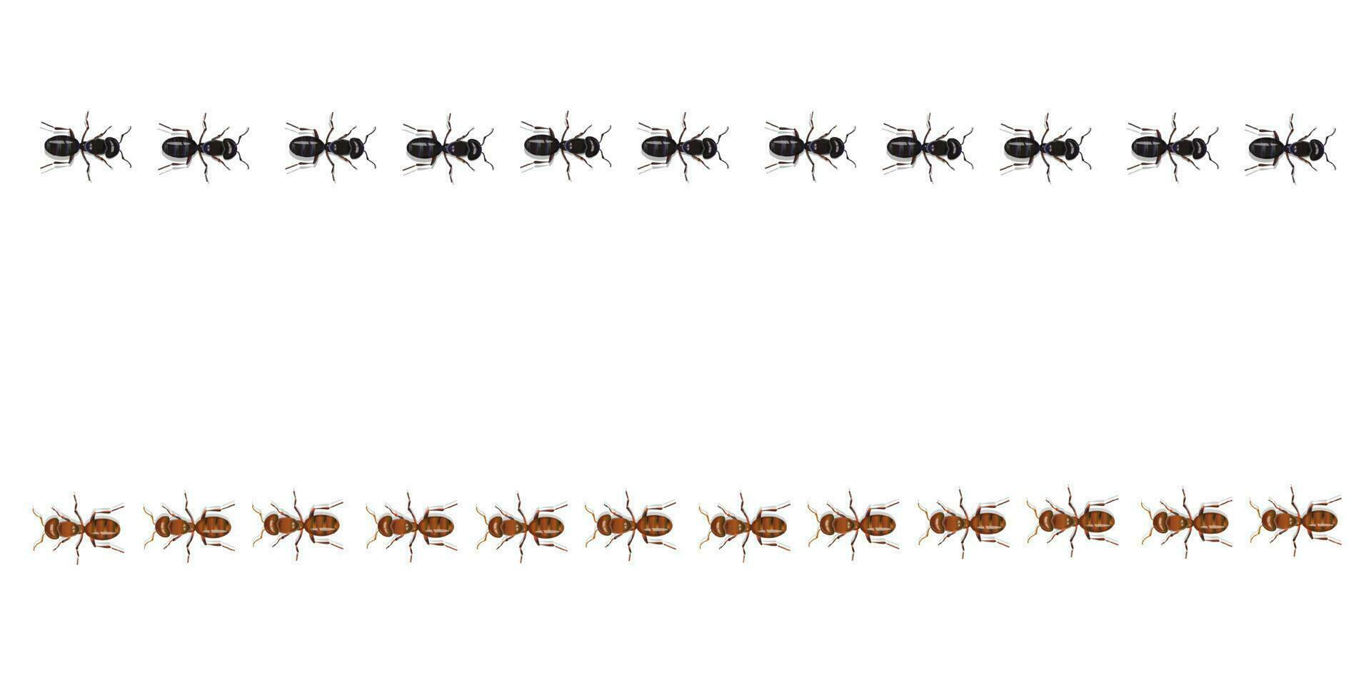 Red and black ants trails walking in a straight line. Realistic vector illustration.